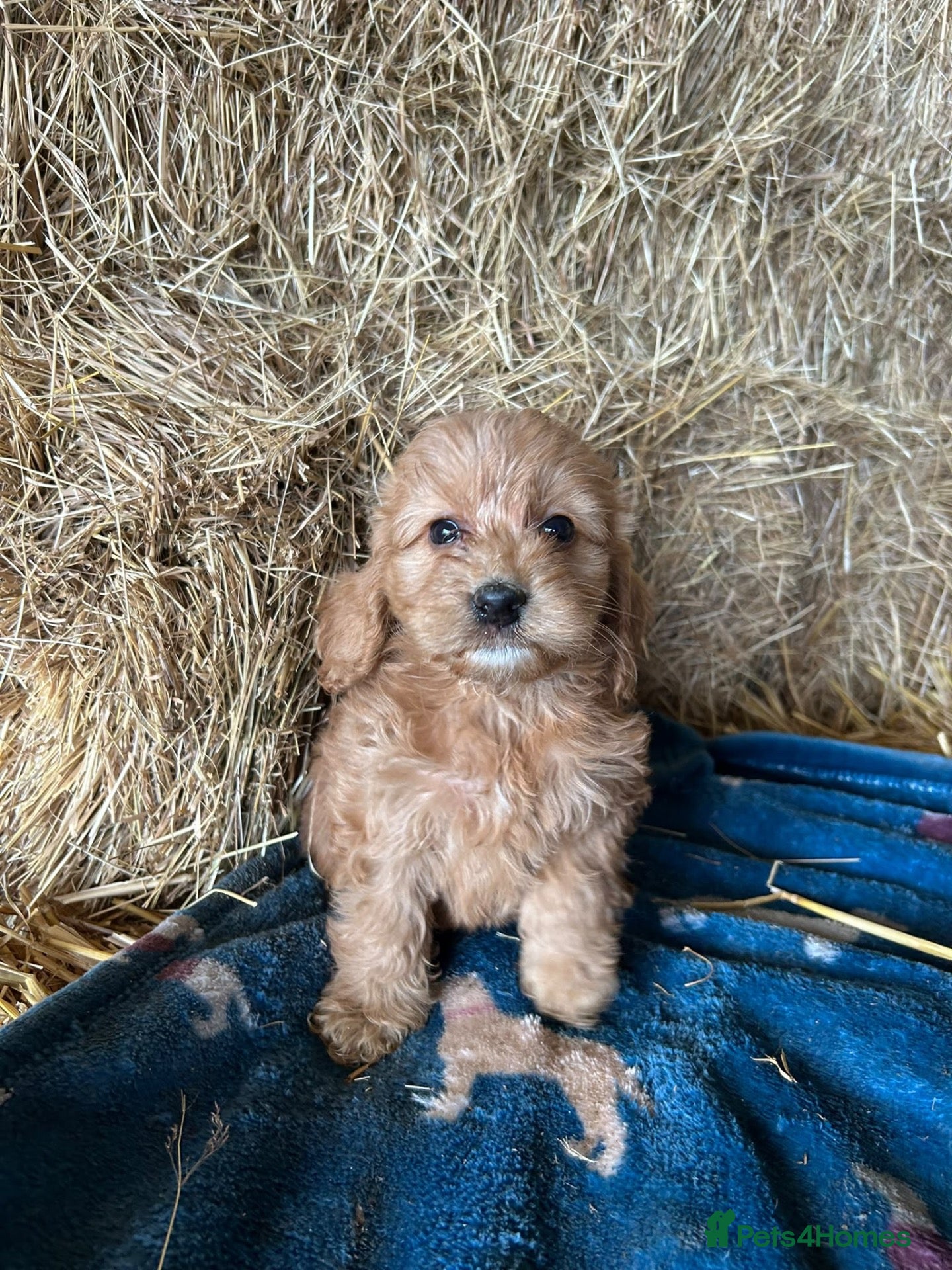 Cockapoo dogs Beautiful cockapoo puppies - Advert 7