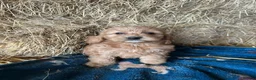 Cockapoo dogs for sale: Beautiful cockapoo puppies - Advert 1