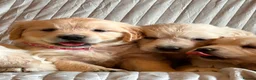 Golden Retriever dogs for sale: Wonderful litter health tested parents  - Advert 11