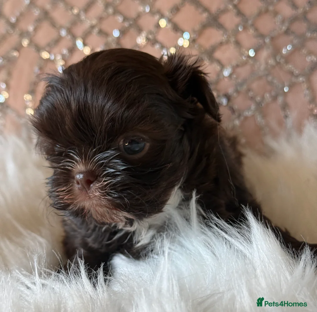 Shih Tzu dogs for sale: Imperial Shih Tzu - Advert 5