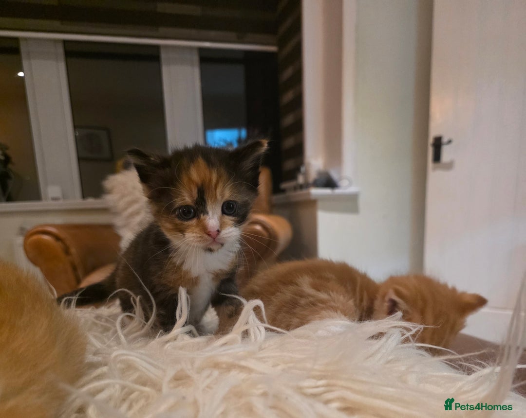 Mixed Breed cats for sale: One ginger boy and one tortie girl  - Image 7