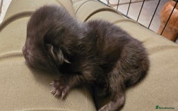 Siamese cats for sale: Siamese X British short hair *2 available  - Image 13