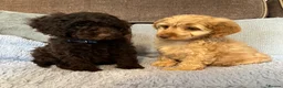 Cockapoo dogs for sale: 💙Beautiful,super friendly,Cockapoo F1 Puppies  - Advert 7