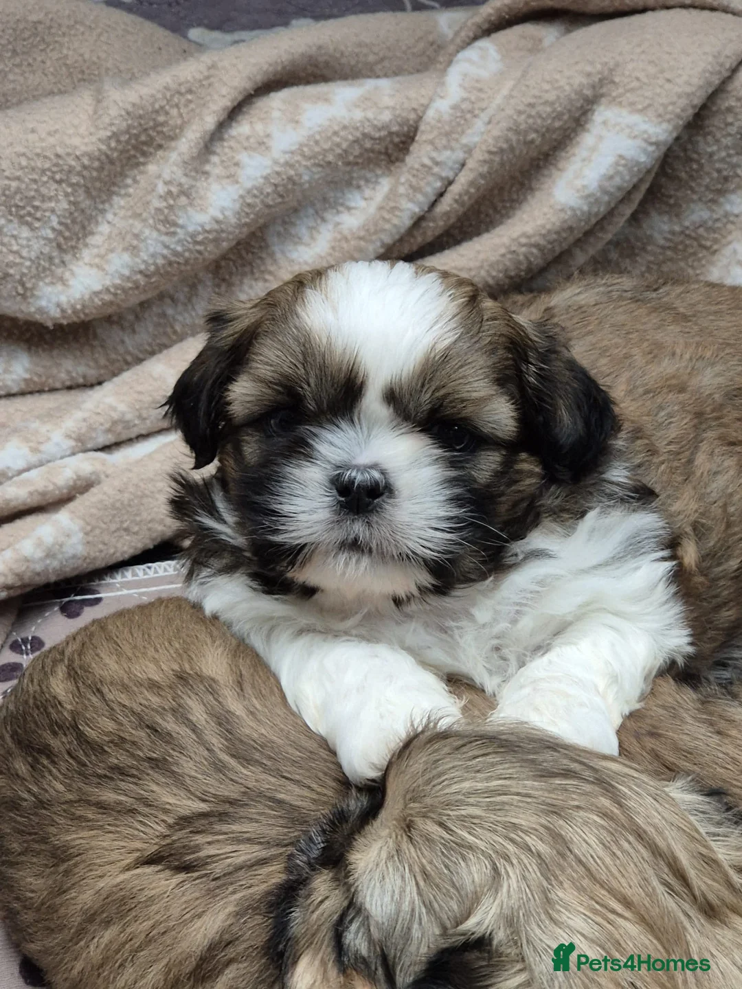 Shih Tzu dogs for sale: Shih Tzu puppies - Advert 8