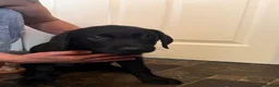 Labrador Retriever dogs for sale: Labrador puppies looking for a forever home - Advert 11