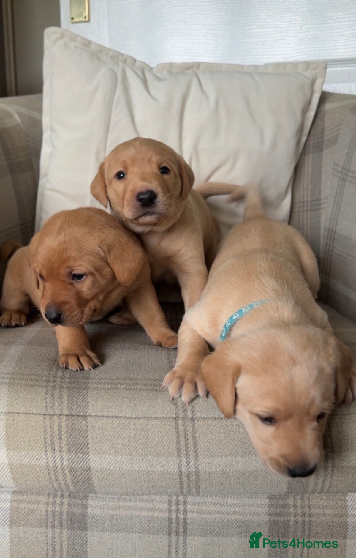 Labrador Retriever dogs Chunky KC Registered Labrador Puppies - Advert 2