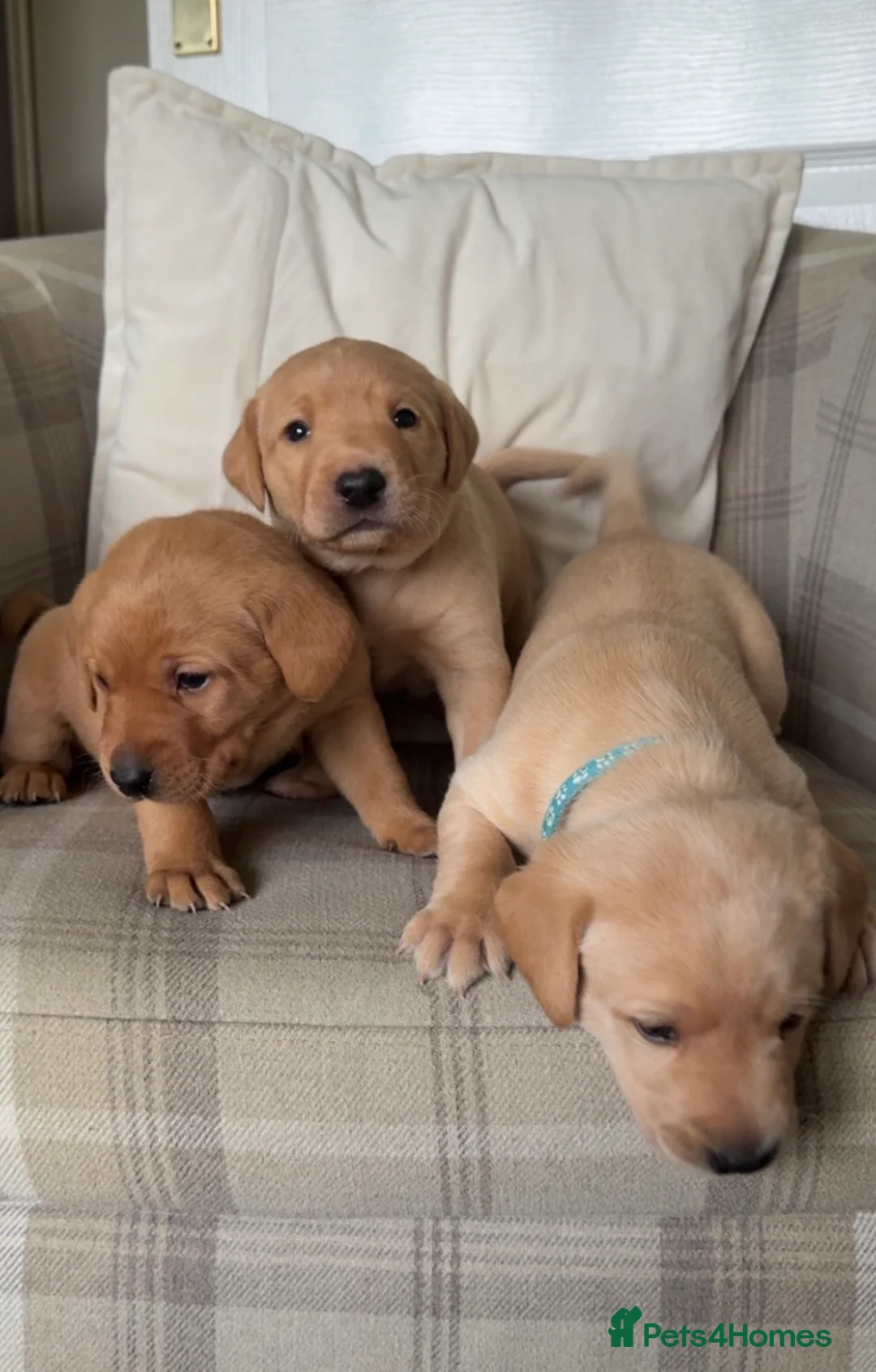 Labrador Retriever dogs for sale: Chunky KC Registered Labrador Puppies - Advert 2