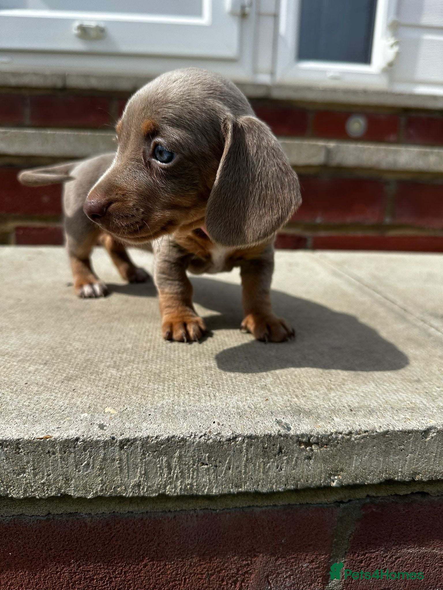 Miniature Dachshund dogs Kc Mini dachshund puppy’s  READY To LEAVE SOON 🐶 - Advert 5