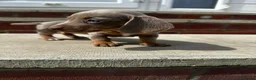 Miniature Dachshund dogs for sale: Kc Mini dachshund puppy’s  READY To LEAVE🐶🐶🐶 - Advert 1