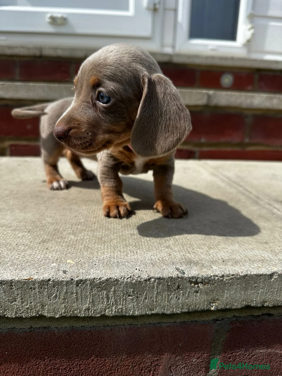 Miniature Dachshund dogs for sale: Kc Mini dachshund puppy’s  READY To LEAVE🐶🐶🐶 - Advert 1