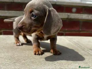 Miniature Dachshund dogs Kc Mini dachshund puppy’s READY To LEAVE SOON 🐶 - Advert 5