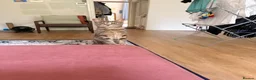 Domestic Shorthair cats for sale: A little over 1yr old female cat in London - Advert 1