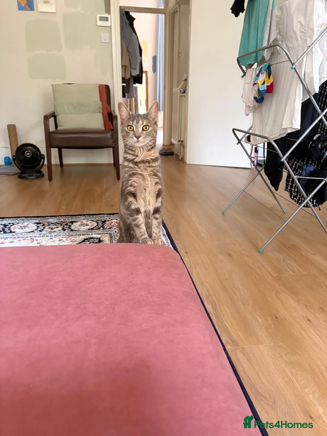 Domestic Shorthair cats for sale: A little over 1yr old female cat in London - Advert 1