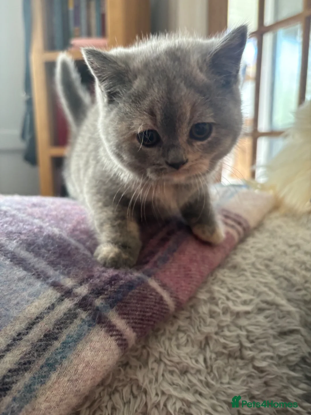 British Shorthair cats for sale: Stunning GCCF reg. Blue  Cream  BSH  - Advert 1