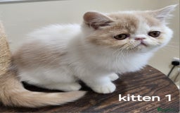 Exotic cats for sale: Registered Brothers  - Image 14