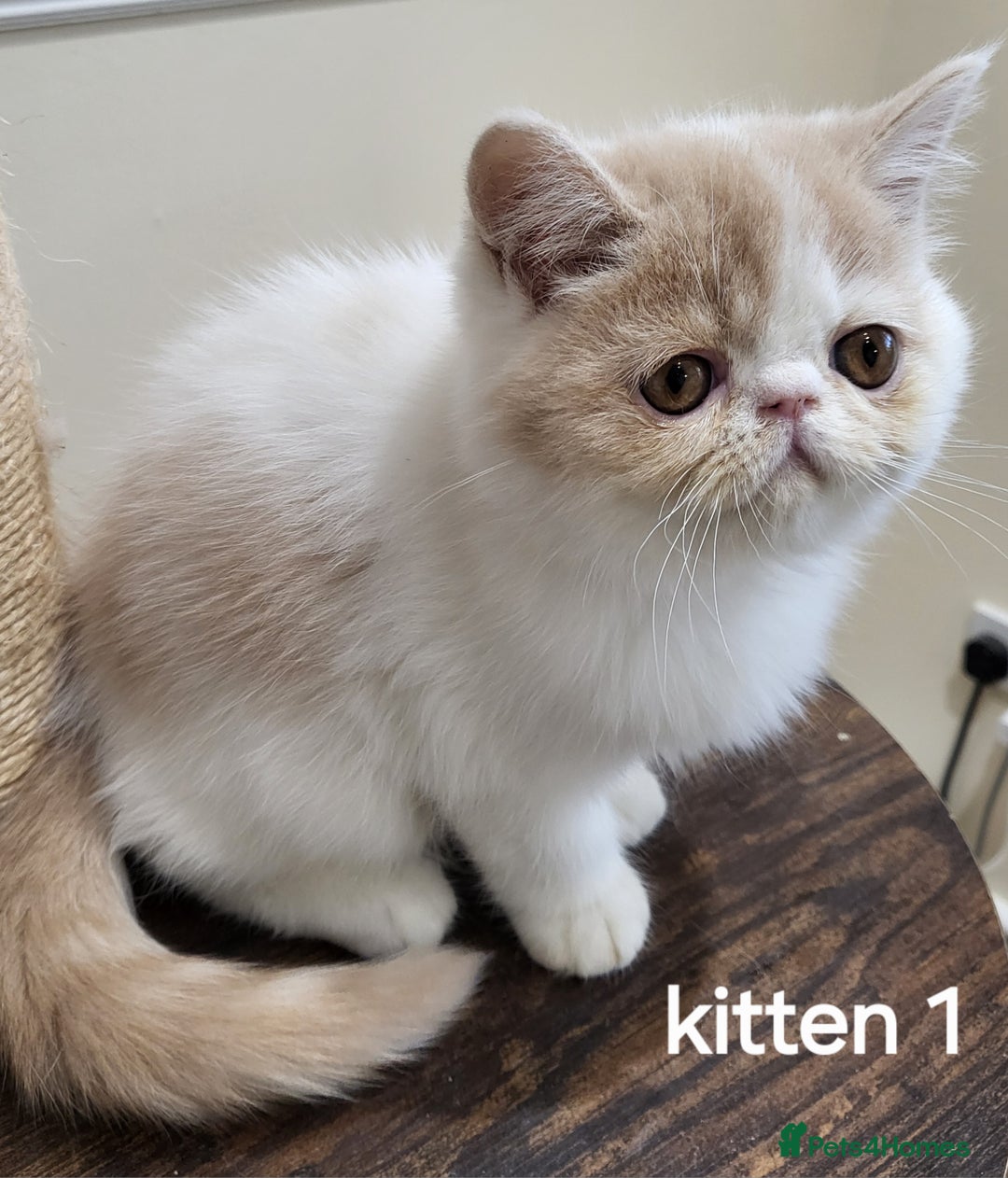 Exotic cats for sale: Registered Brothers  - Image 14