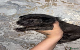 Mixed Breed dogs for sale: Shar-pei puppies  - Image 15