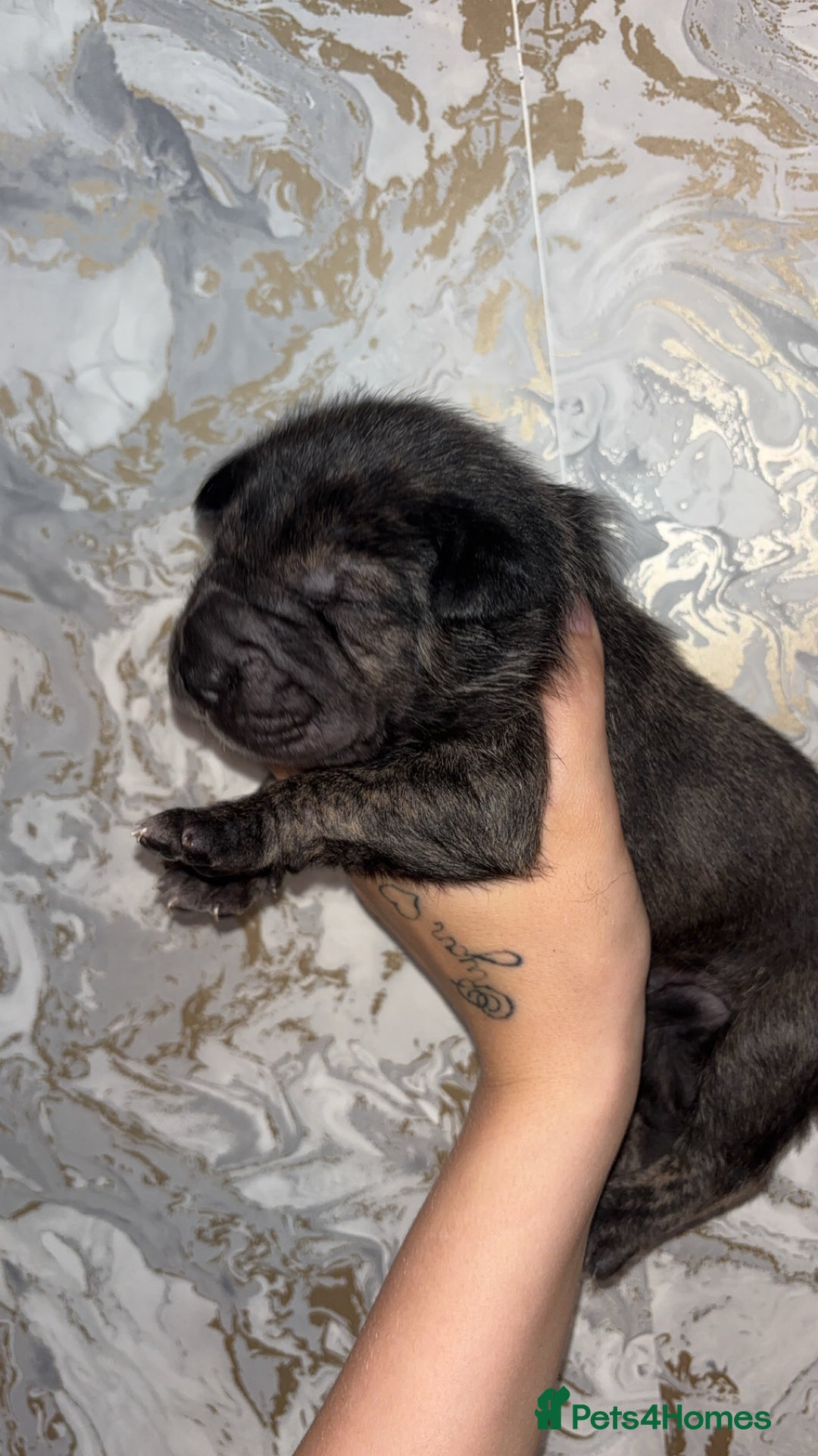 Mixed Breed dogs for sale: Shar-pei puppies  - Image 15