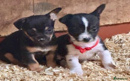 Mixed Breed dogs for sale: 5 stunning tiny miniature Chihuahua X terrier - Image 14