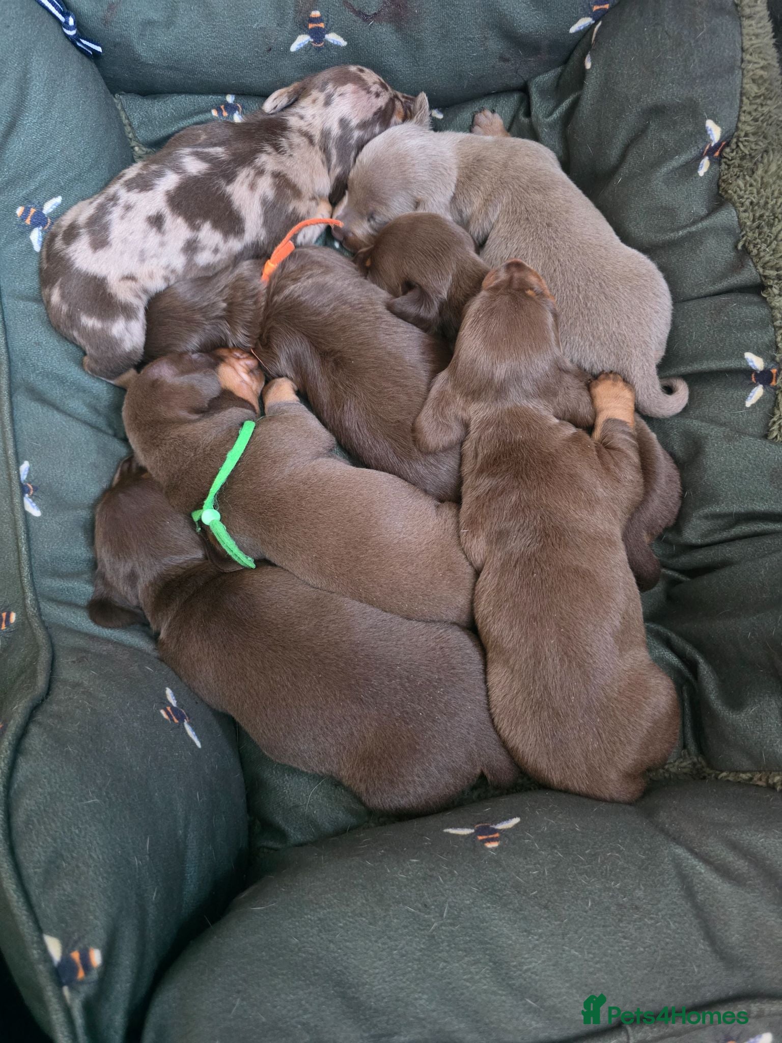 Miniature Dachshund dogs 7 beautiful little Dachshund  - Advert 1