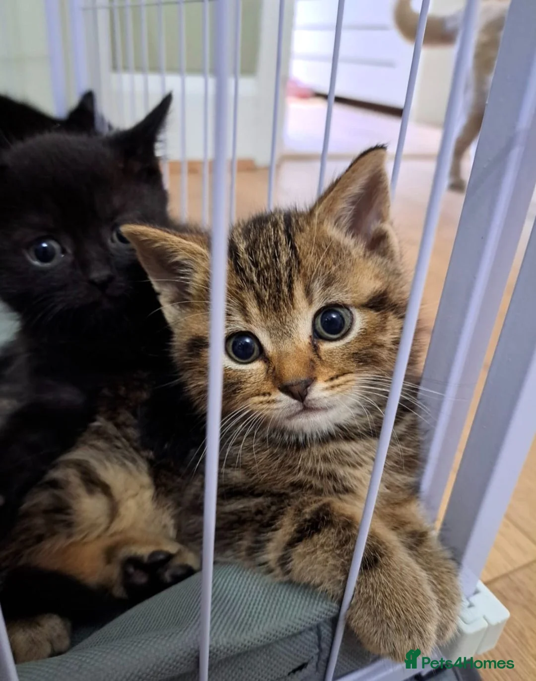 Mixed Breed cats for sale: British Shorthair cross kittens - Advert 1