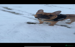 French Bulldog dogs for stud: Arnie  - Image 3
