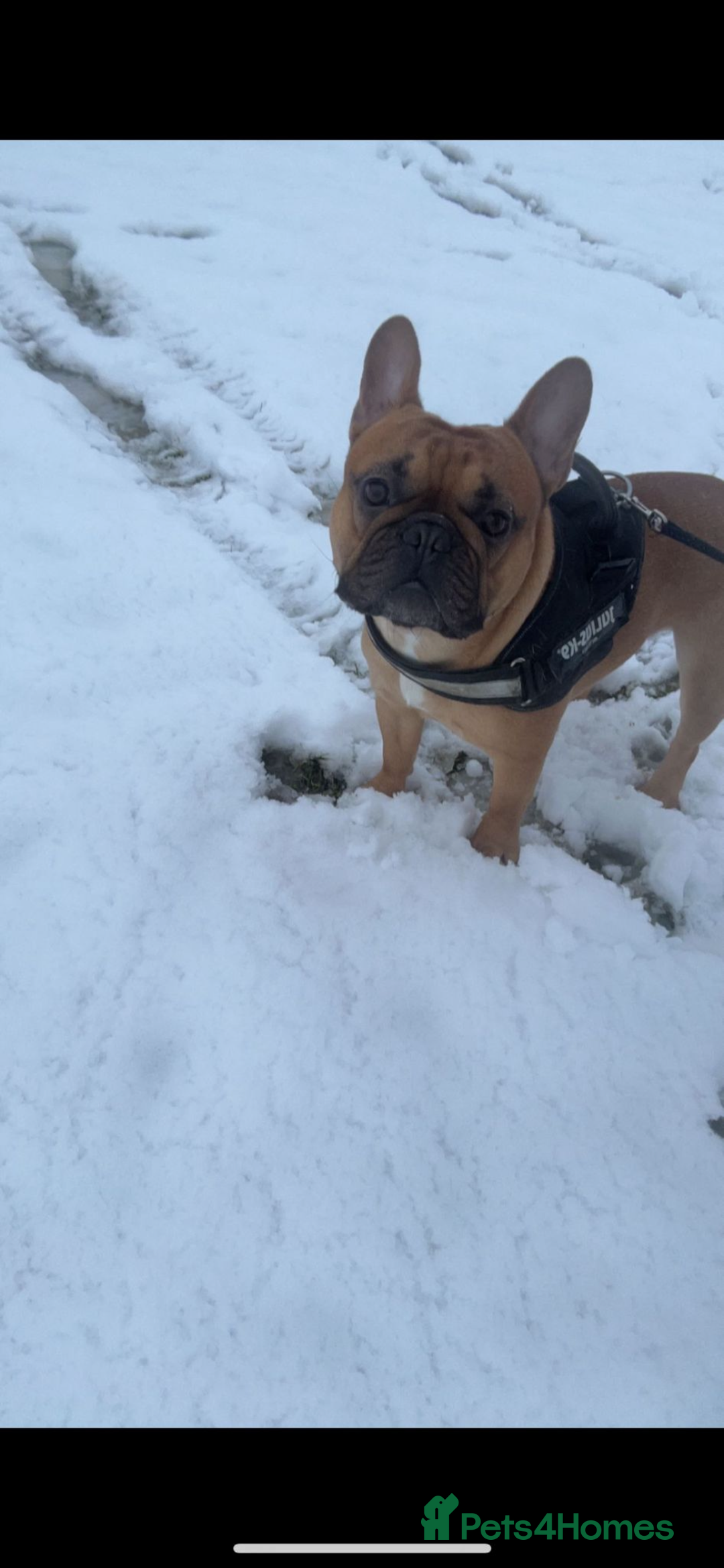 French Bulldog dogs for stud: Arnie  - Image 3