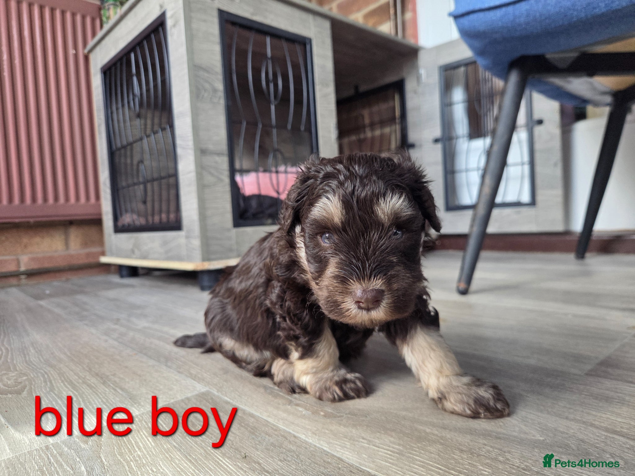 Miniature Schnauzer dogs 5 stunning choc and tan miniature schnauzers - Advert 2