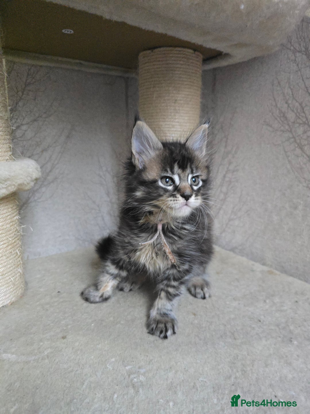 Maine Coon cats for sale: Beautiful Tica registered girls - Advert 10