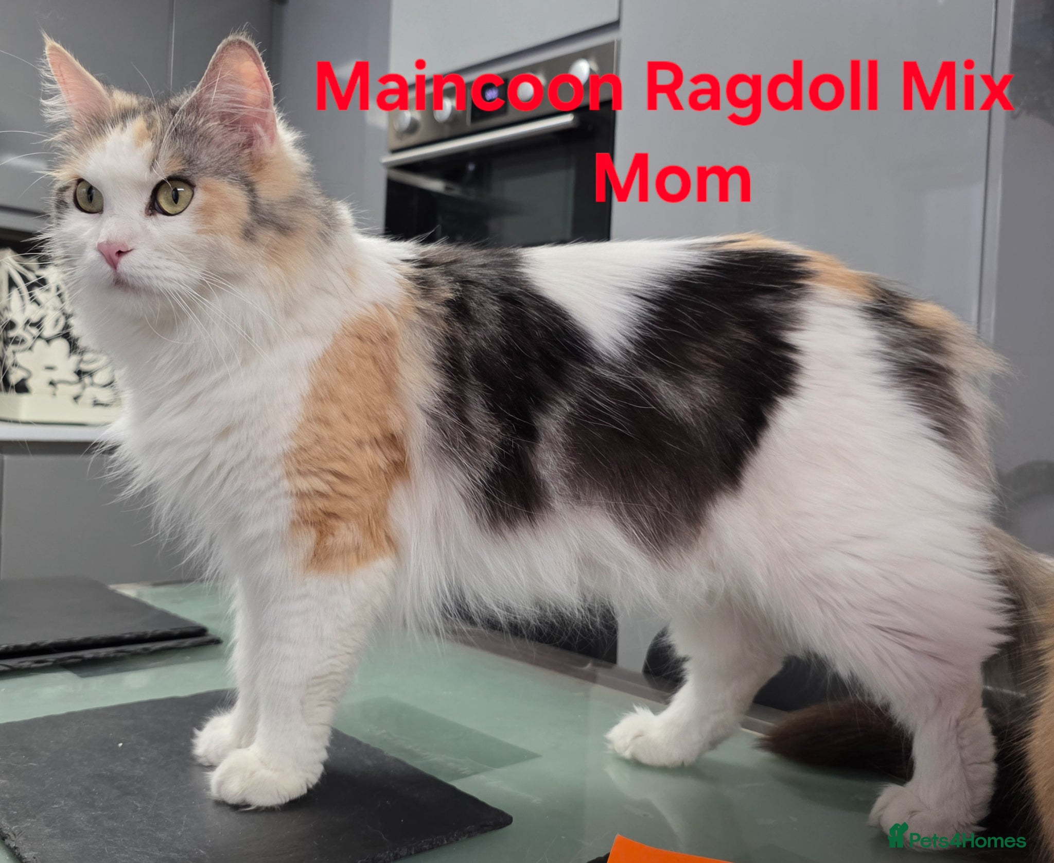 Maine Coon cats 3/4 Maincoon Ragdoll Mix Kitten Ready for New Home - Advert 1