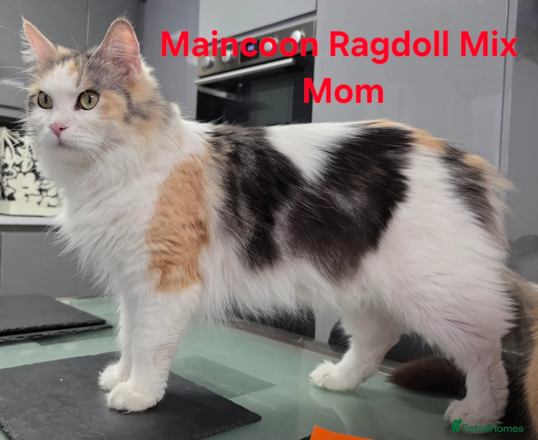 Maine Coon cats for sale: 3/4 Maincoon Ragdoll Mix Kitten Ready for New Home - Advert 1