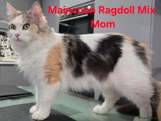 Maine Coon cats 3/4 Maincoon Ragdoll Mix Kitten Ready for New Home - Advert 1