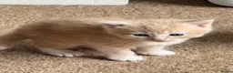 Mixed Breed cats for sale: Two beautiful kittens  - Advert 11