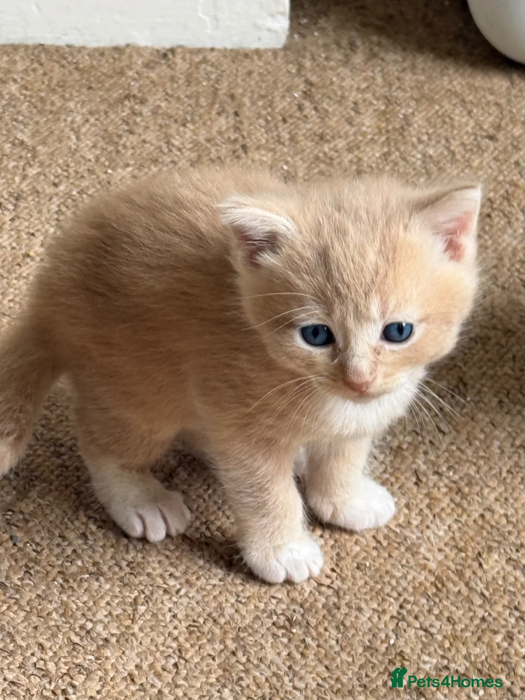 Mixed Breed cats for sale: Two beautiful kittens  - Advert 11