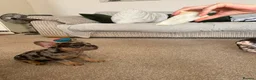 French Bulldog dogs for sale: French bulldogs  - Advert 10
