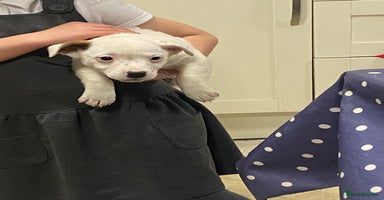 Jack Russell dogs - Advert 5