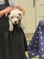 Jack Russell dogs - Advert 5