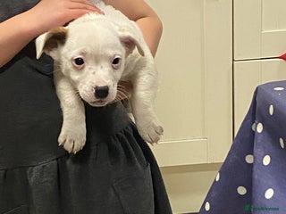 Jack Russell dogs 1 Jack Russell terrier bitch - Advert 2