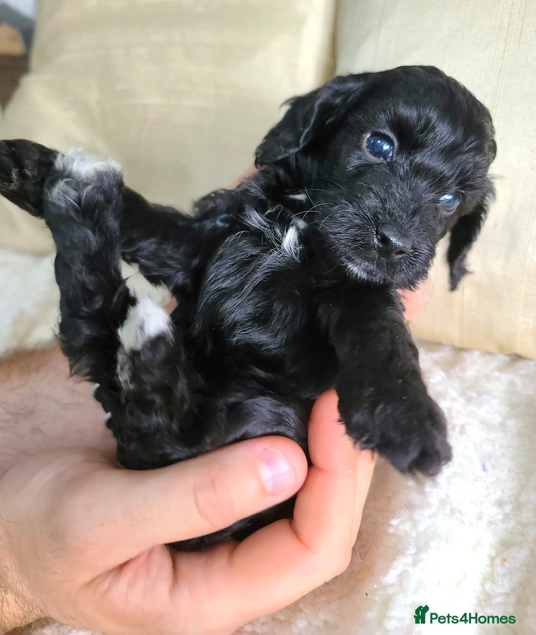 Cockapoo dogs for sale: F1 Cockapoo Puppies. Thick Coats. DNA tested - Image 17