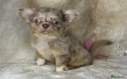 Chihuahua dogs for sale: Chihuahua long coat. Marble  - Image 20
