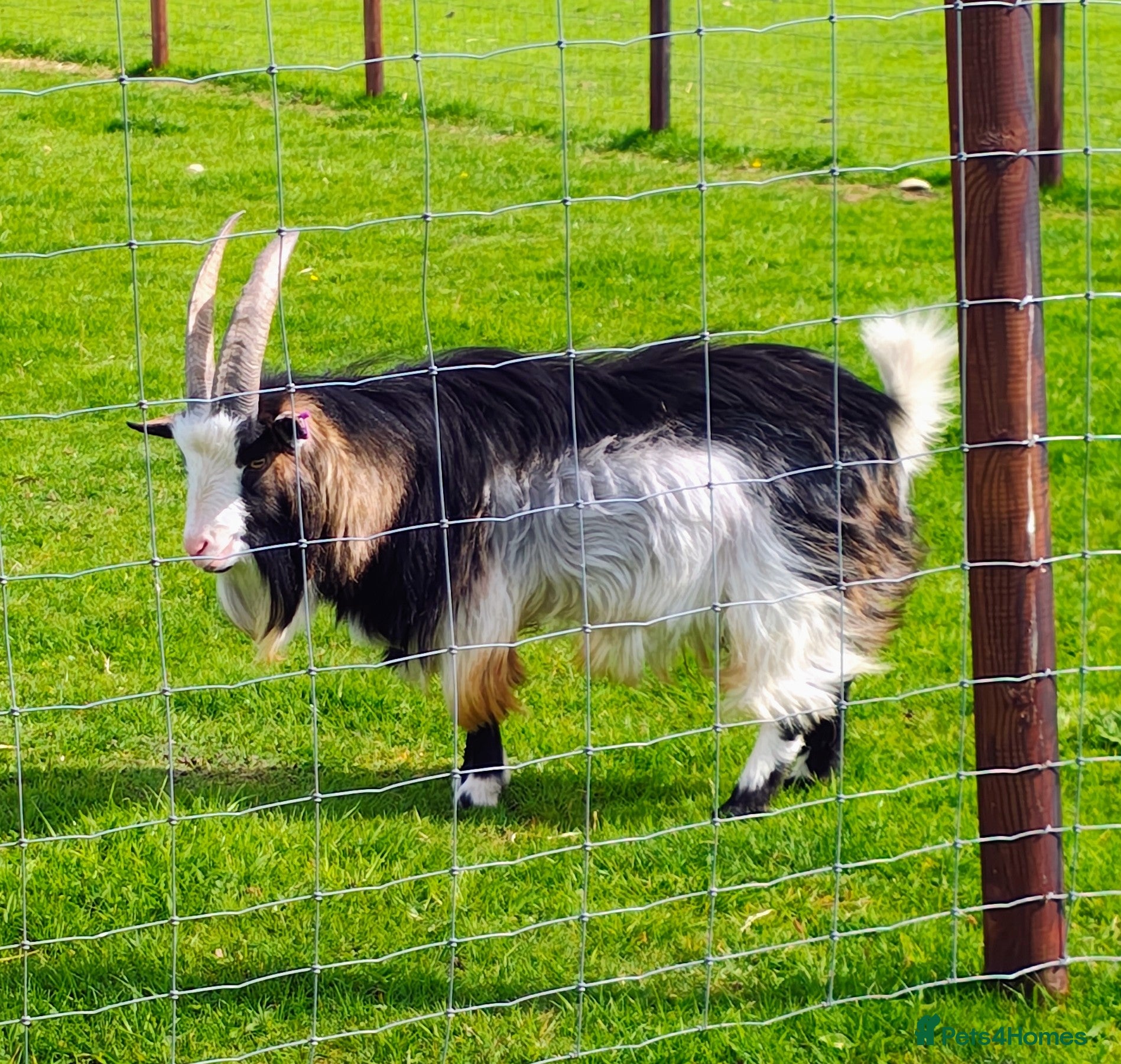 Goats livestock Pygmy billy goat - Advert 9
