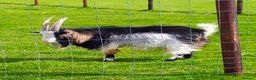 Goats livestock for sale: Pygmy billy goat - Advert 1