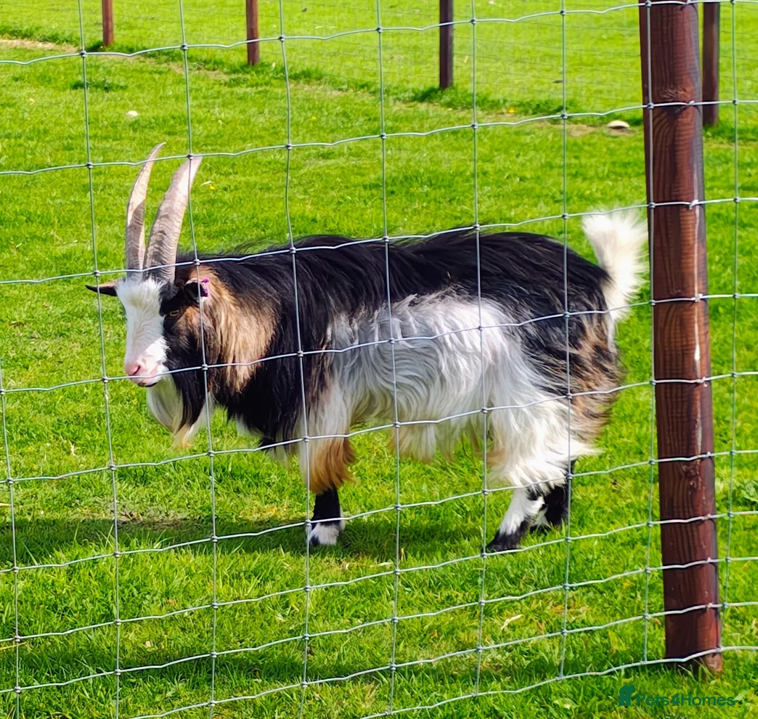 Goats livestock for sale: Pygmy billy goat - Advert 1