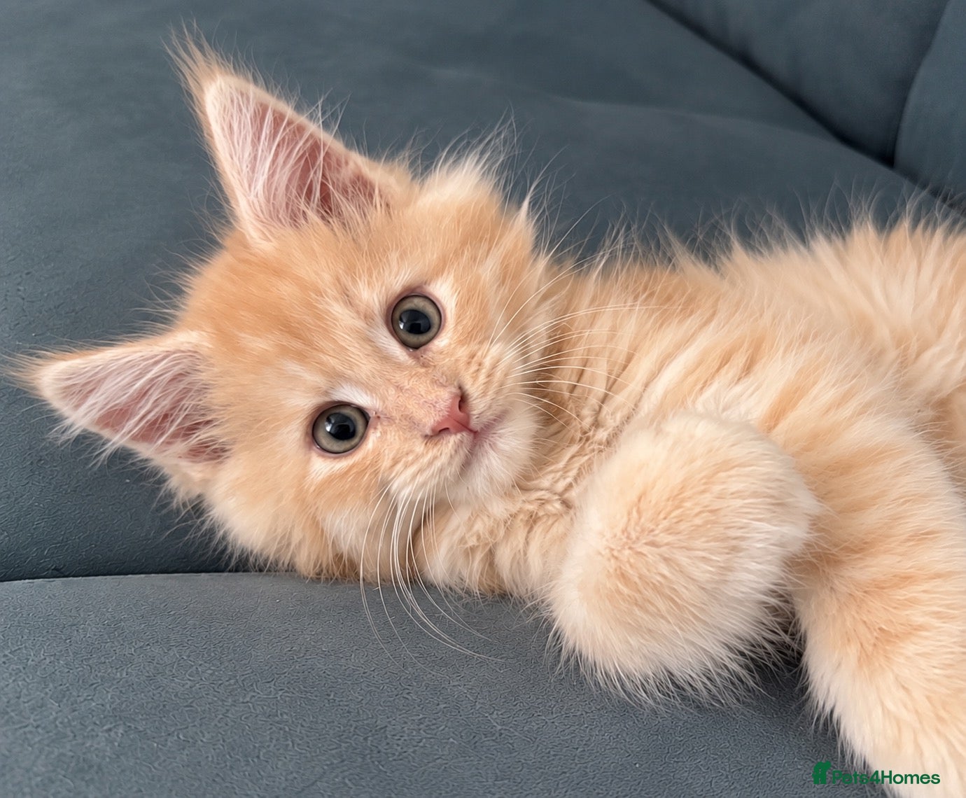 Maine Coon cats Beautiful red cream male purebred Maine coon boy - Advert 6