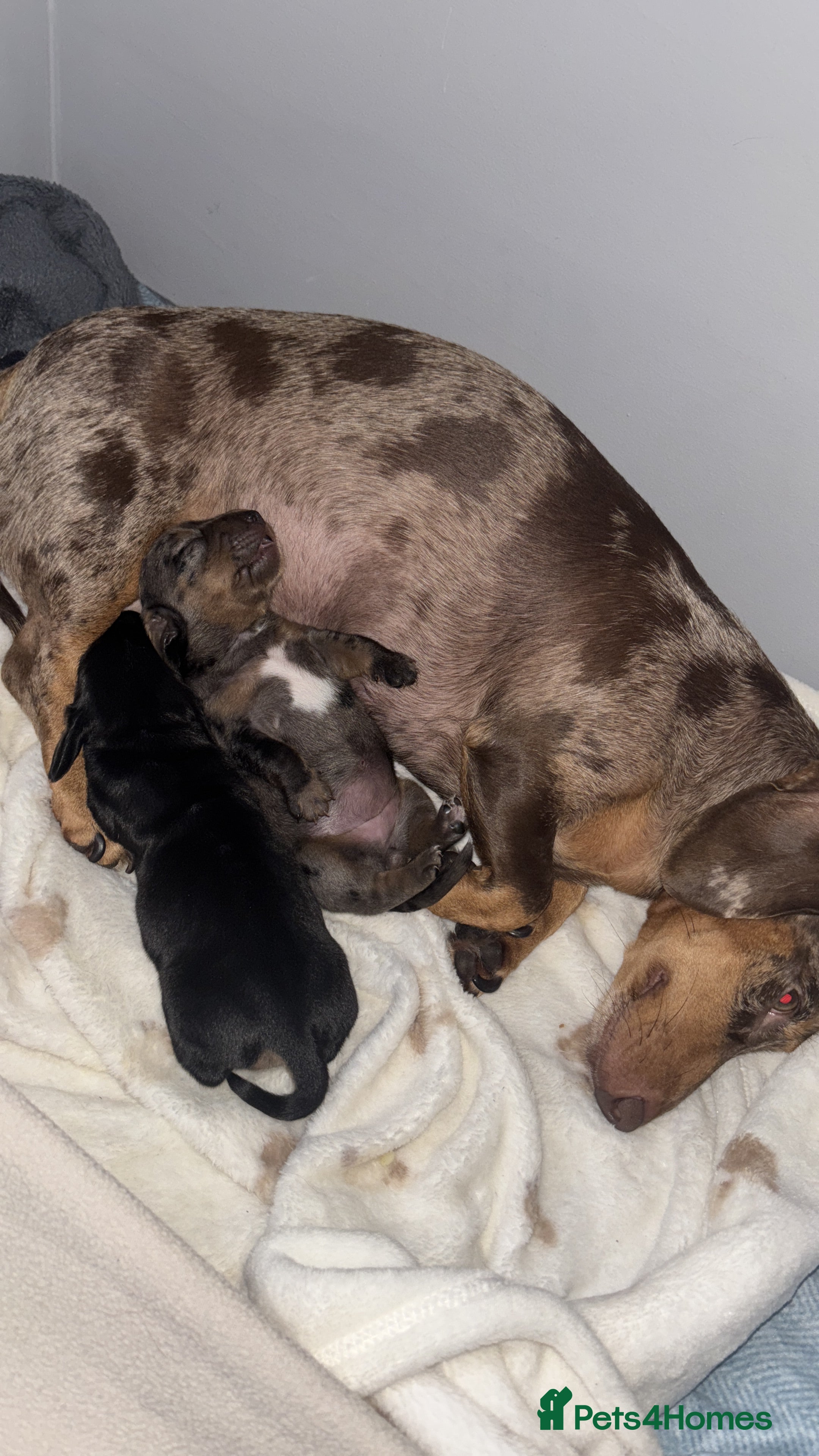 Mixed Breed dogs Mini dachshund X cocker spaniel male  - Advert 1