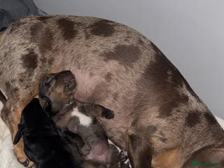 Mixed Breed dogs Mini dachshund X cocker spaniel male - Advert 1