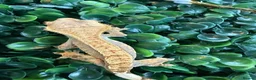 Gecko reptiles for sale: Crested Gecko - Advert 20