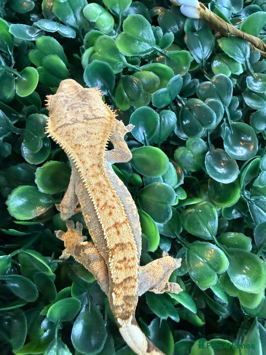 Gecko reptiles for sale: Crested Gecko - Advert 20