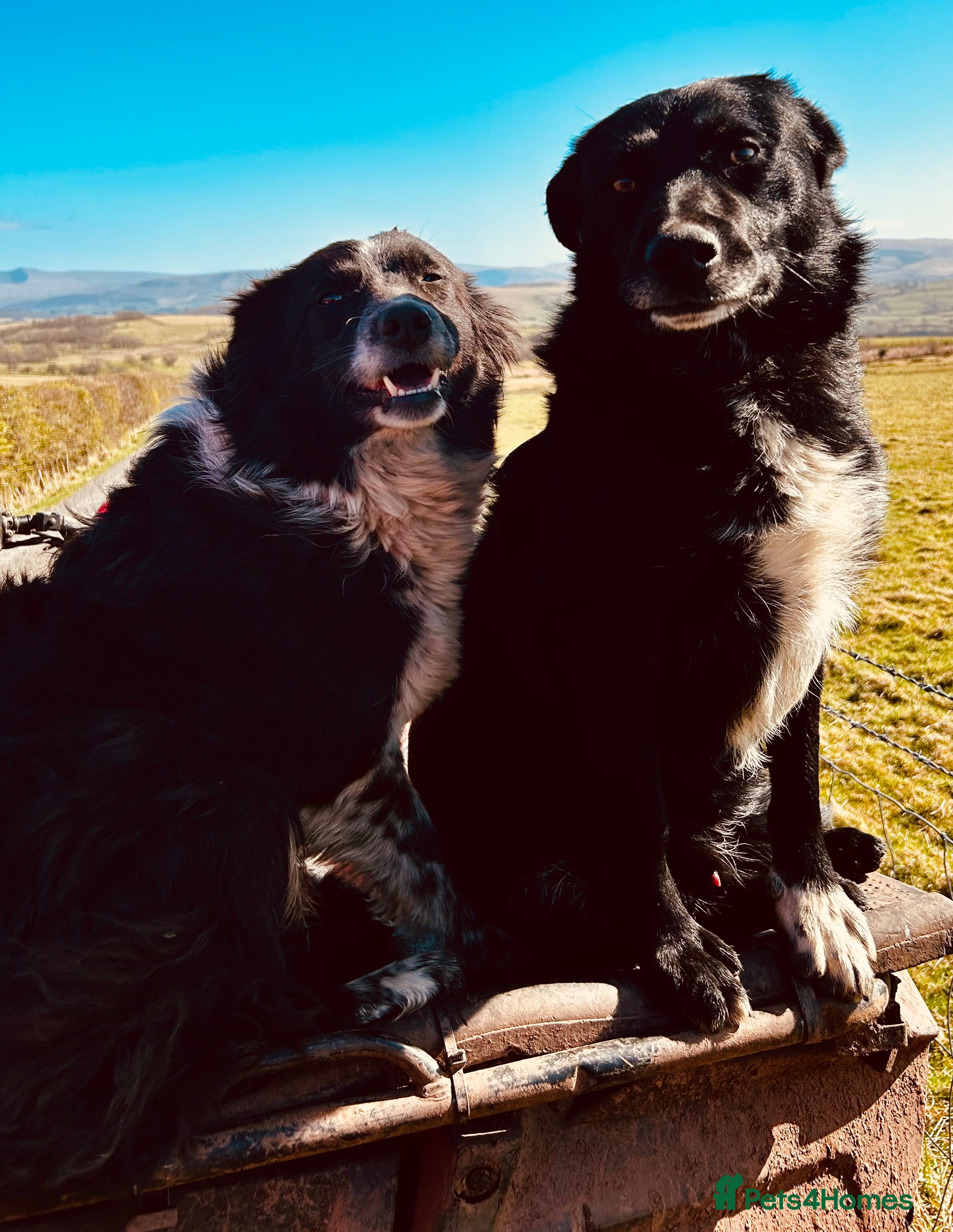 Border Collie dogs Beautiful Border Collie Pups - Advert 5