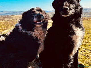 Border Collie dogs - Advert 11